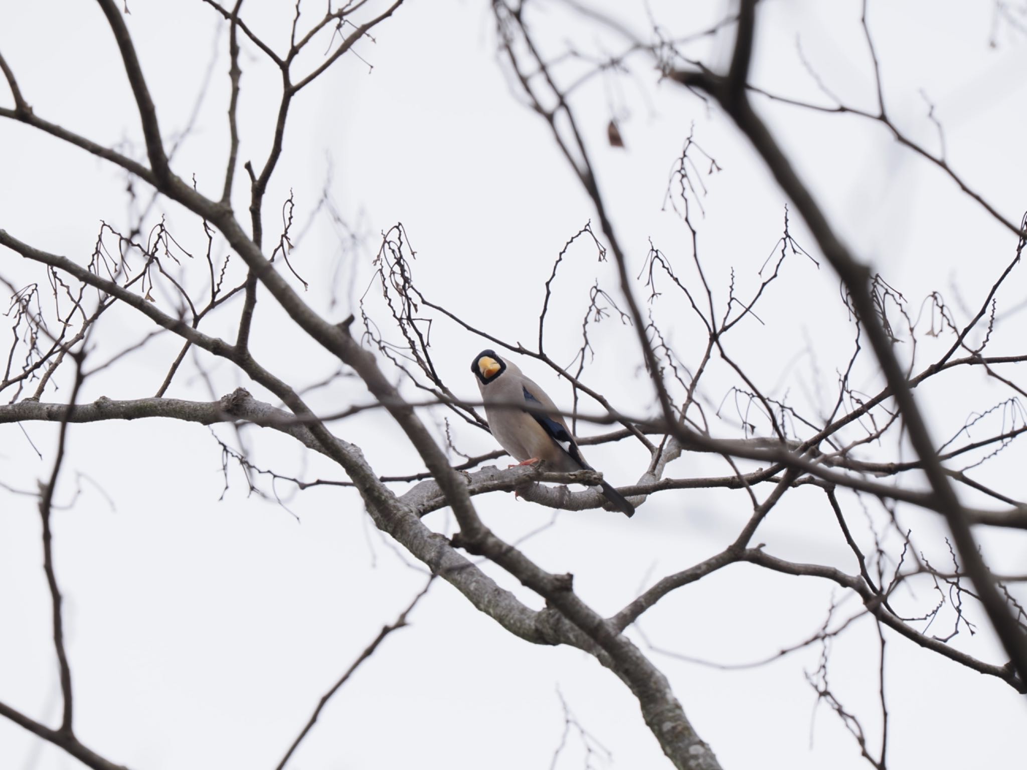 Japanese Grosbeak