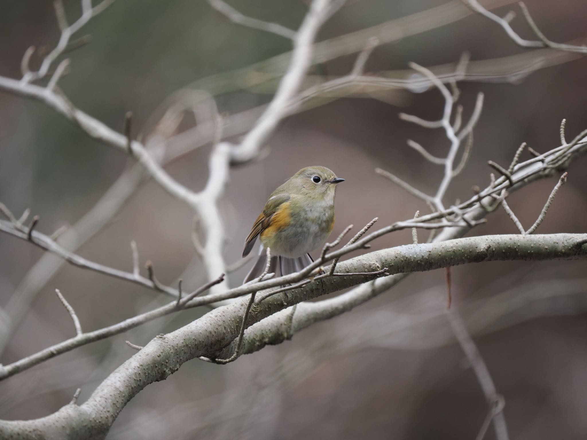 Red-flanked Bluetail