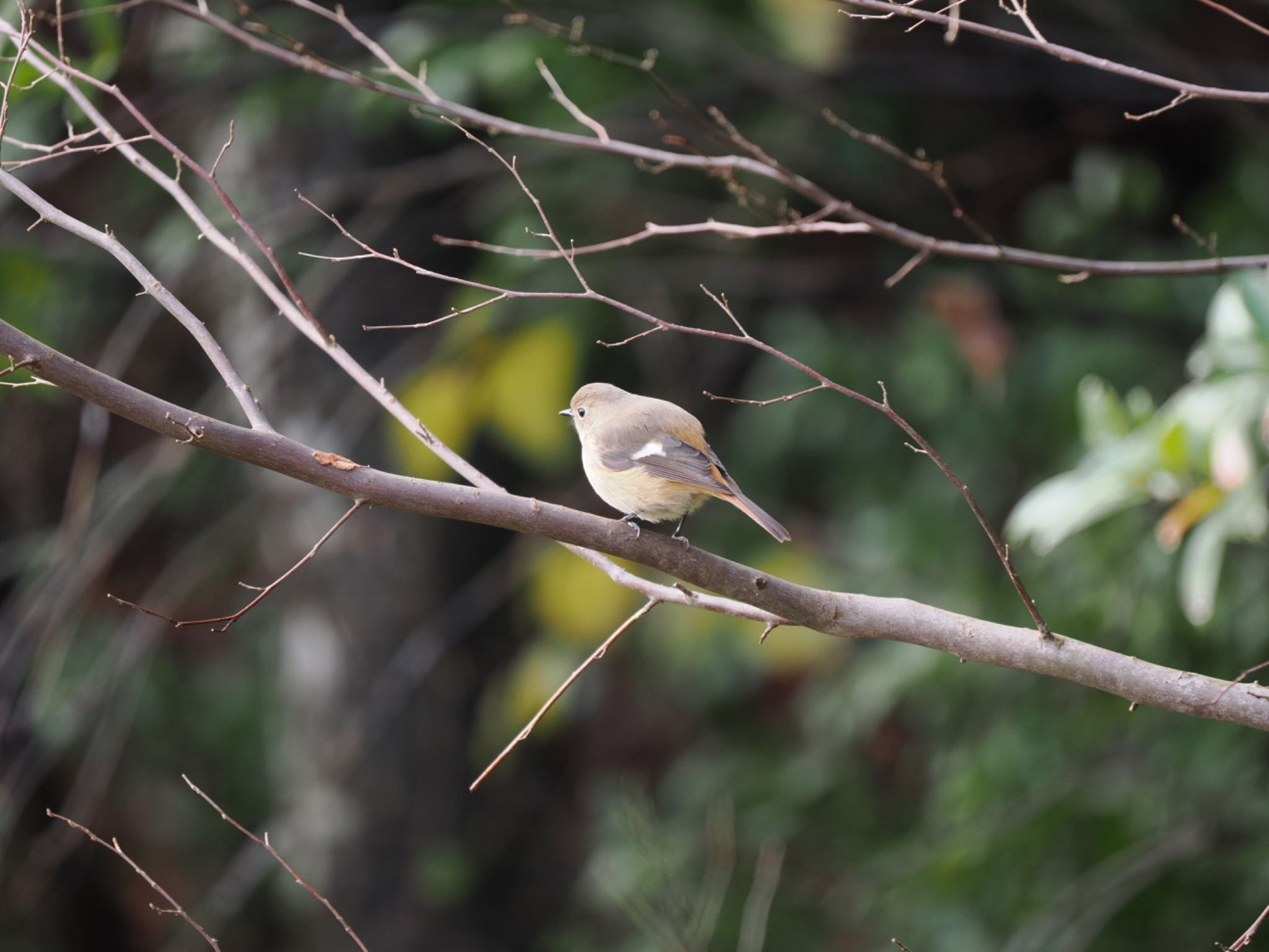 Daurian Redstart