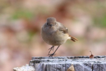 Daurian Redstart 馬見丘陵公園 Wed, 1/4/2023