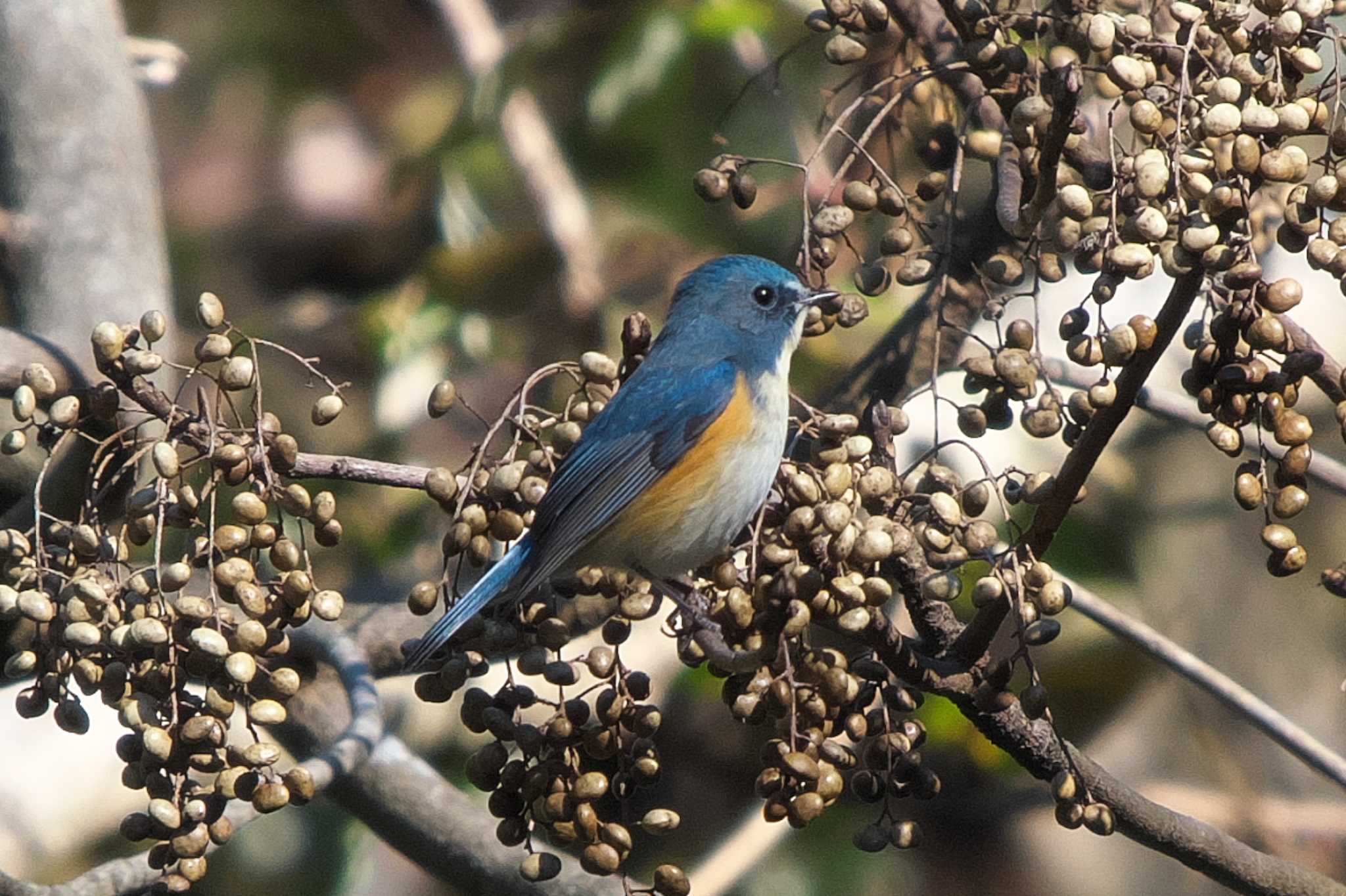 Photo of Red-flanked Bluetail at 池子の森自然公園 by Y. Watanabe