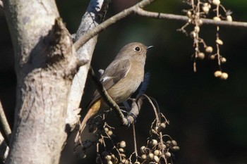 Wed, 1/4/2023 Birding report at 池子の森自然公園