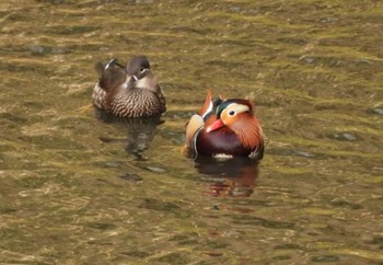 2023年1月4日(水) 大阪府民の森むろいけ園地の野鳥観察記録