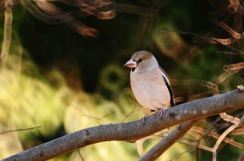 Hawfinch 馬見丘陵公園 Fri, 12/30/2022