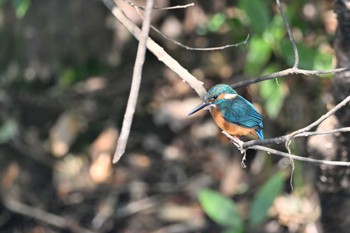 カワセミ 智光山公園 2023年1月4日(水)