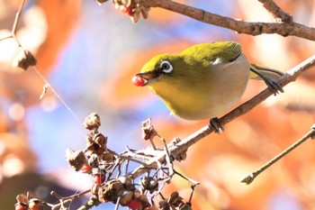 2023年1月4日(水) 舞岡公園の野鳥観察記録