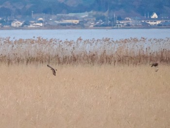 2022年12月28日(水) 妙岐ノ鼻の野鳥観察記録