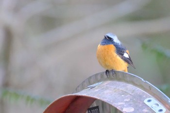 ジョウビタキ 早戸川林道 2023年1月2日(月)