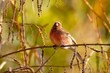 Siberian Long-tailed Rosefinch Hayatogawa Forest Road Mon, 1/2/2023