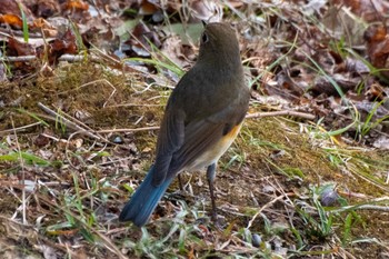 Red-flanked Bluetail 静岡県 Wed, 1/4/2023