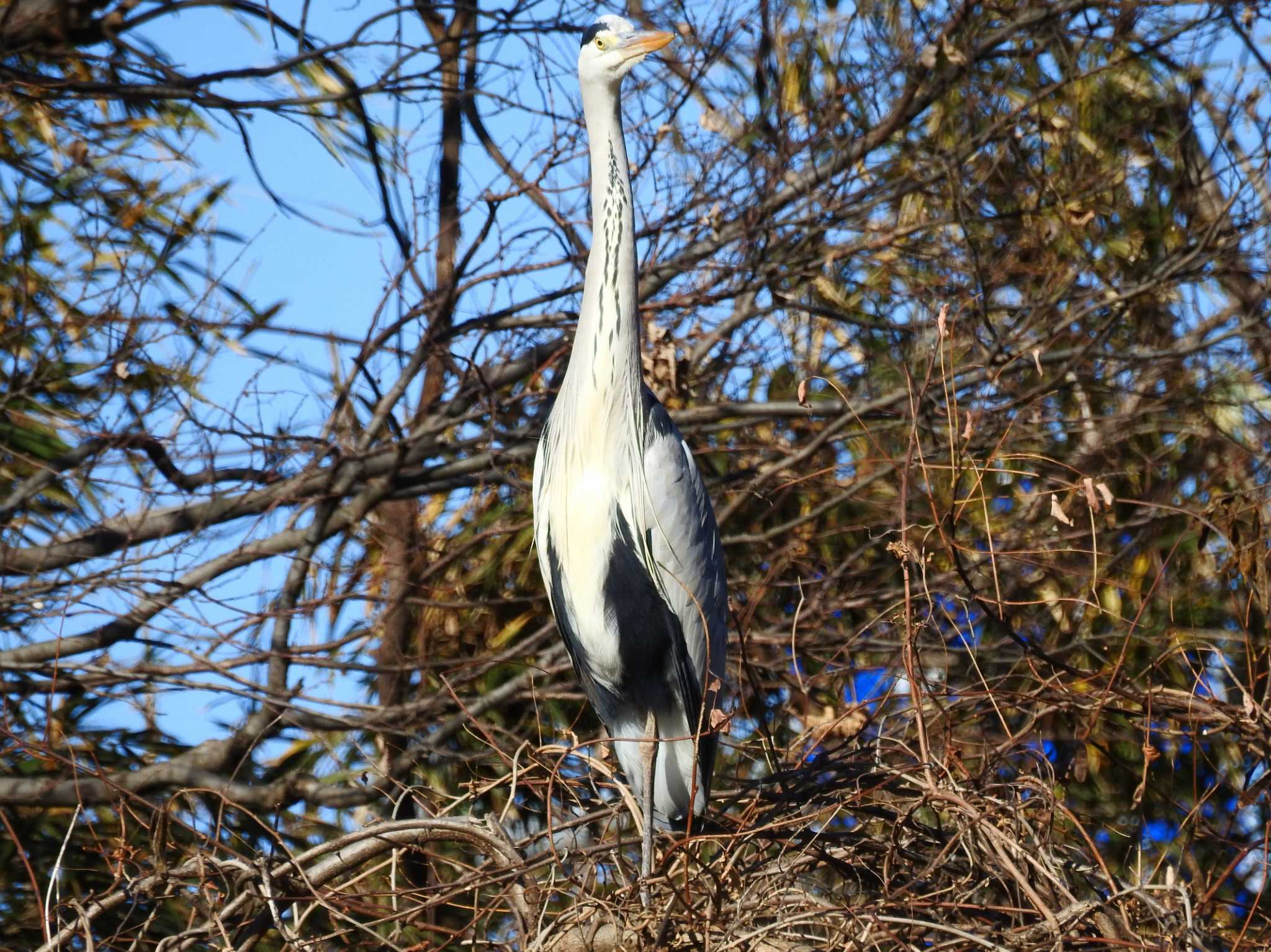 秋ヶ瀬公園(ピクニックの森) アオサギの写真 by ウタさんぽ