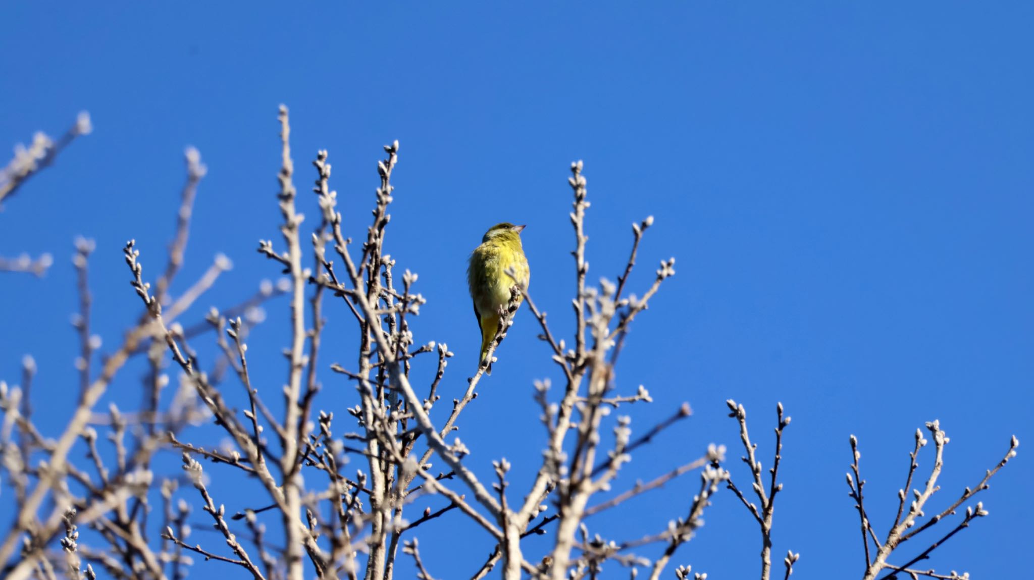 Photo of Eurasian Siskin at Arima Fuji Park by 洗濯バサミ