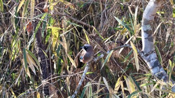 Eurasian Jay Arima Fuji Park Wed, 1/4/2023