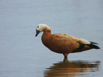 Ruddy Shelduck Unknown Spots Wed, 1/4/2023