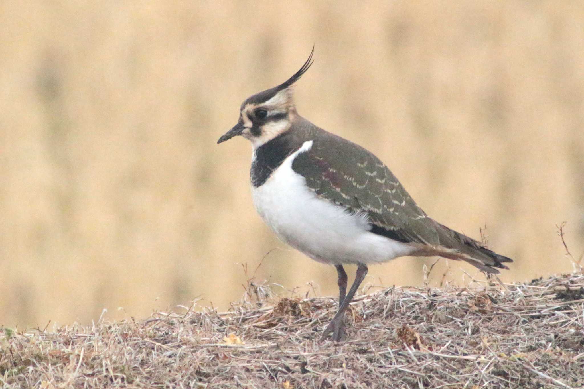 Photo of Northern Lapwing at 知多市 34°59'14.1"N 136°53'18.0"E by 佐藤 好生