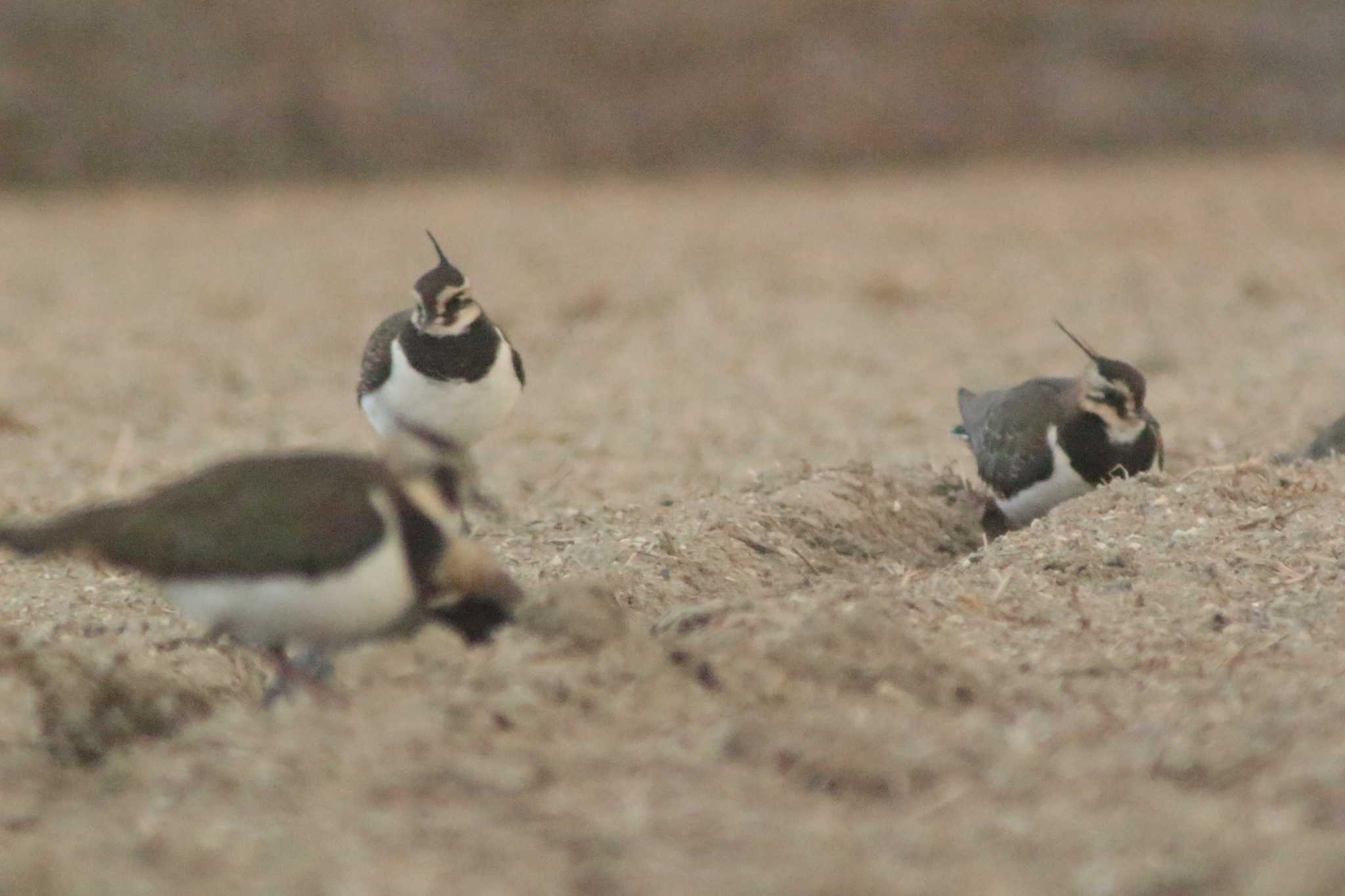 Photo of Northern Lapwing at 知多市 34°59'14.1"N 136°53'18.0"E by 佐藤 好生