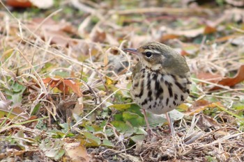 Olive-backed Pipit 馬見丘陵公園 Wed, 1/4/2023