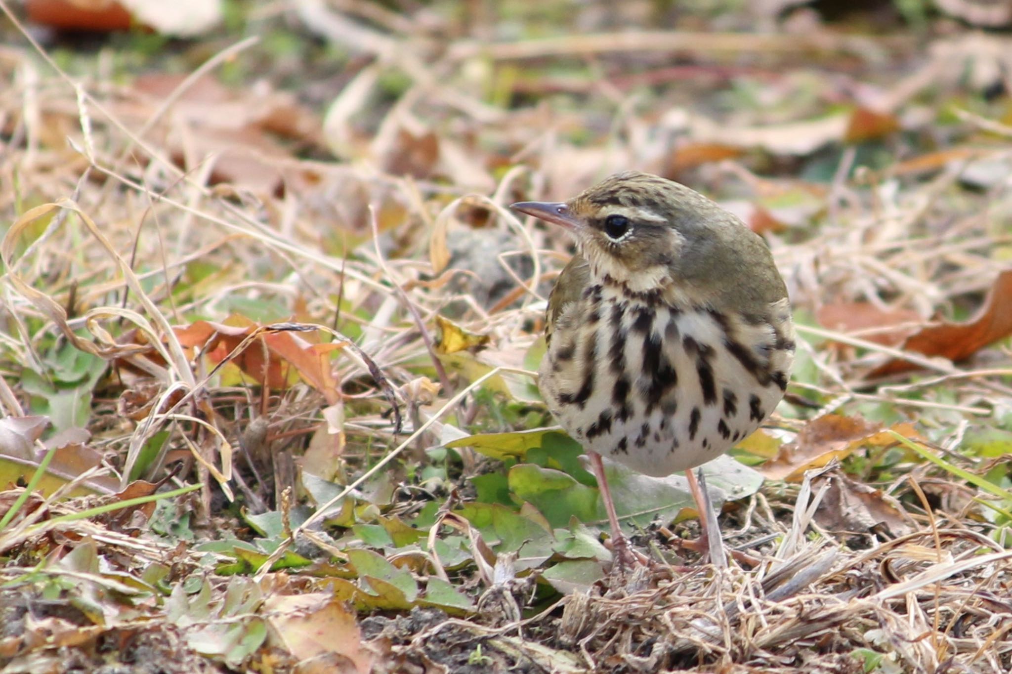 Photo of Olive-backed Pipit at 馬見丘陵公園 by Rikaooooo