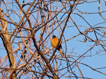 2023年1月4日(水) 横浜市立金沢自然公園の野鳥観察記録