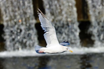 セグロカモメ 多摩川二ヶ領上河原堰 2023年1月4日(水)