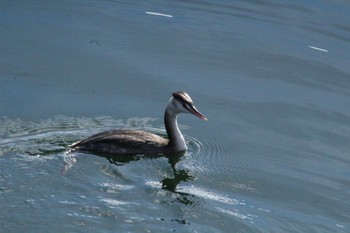 カンムリカイツブリ 諏訪湖 2023年1月4日(水)