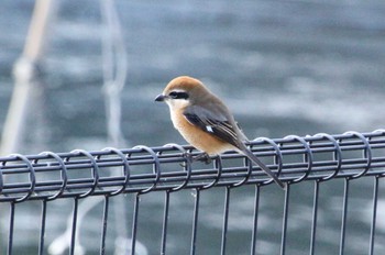 Bull-headed Shrike Suwako Lake Wed, 1/4/2023