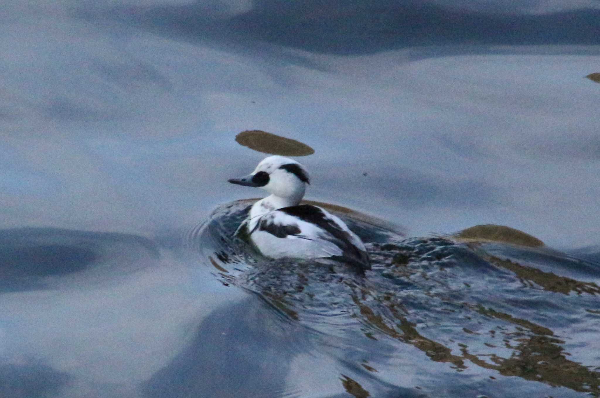 Photo of Smew at Suwako Lake by ゆづ