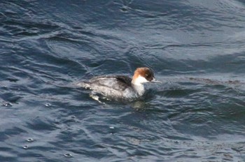 Smew Suwako Lake Wed, 1/4/2023