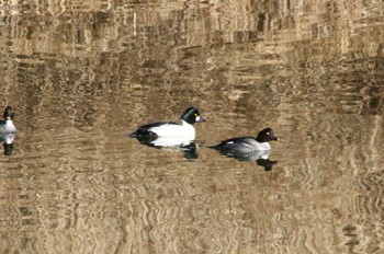 ホオジロガモ 場所が不明 2023年1月4日(水)