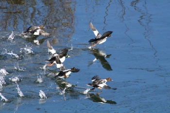 ホオジロガモ 諏訪湖 2023年1月4日(水)