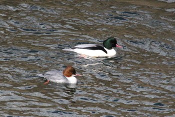 Common Merganser Suwako Lake Wed, 1/4/2023