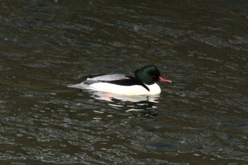 Common Merganser Suwako Lake Wed, 1/4/2023