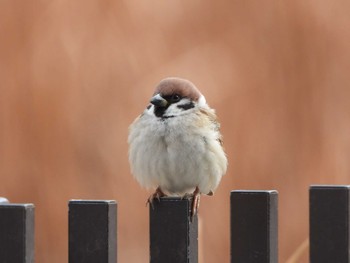 2023年1月4日(水) 服部緑地の野鳥観察記録