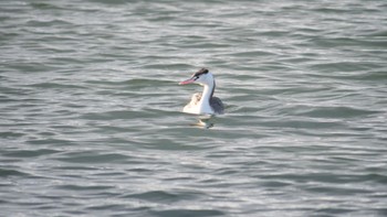 2023年1月4日(水) 淀川河川公園の野鳥観察記録