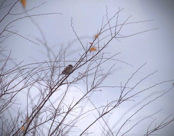 Eurasian Tree Sparrow 淀川河川公園 Tue, 1/3/2023