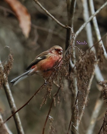 Siberian Long-tailed Rosefinch Unknown Spots Unknown Date