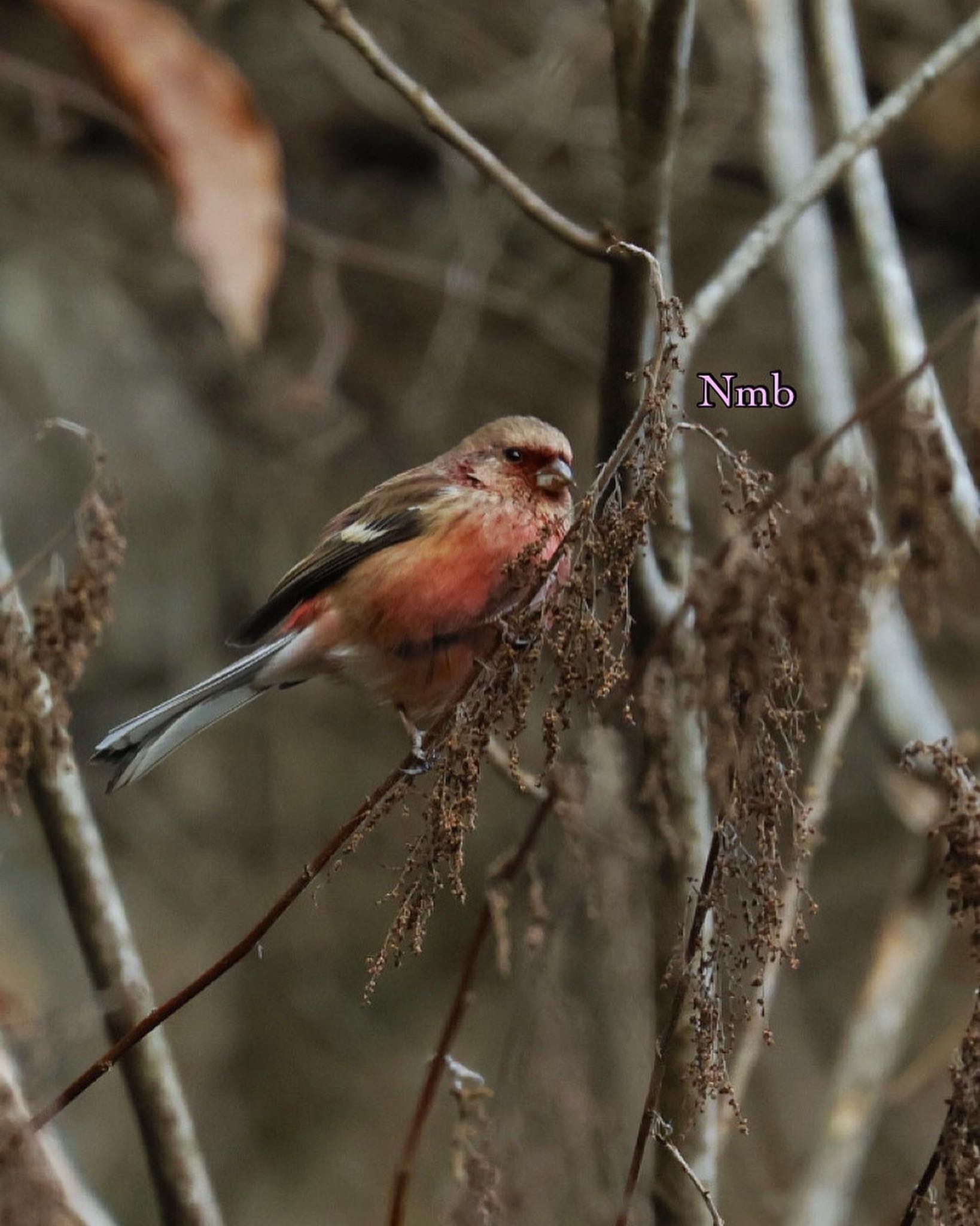 Photo of Siberian Long-tailed Rosefinch at  by soul.number.358