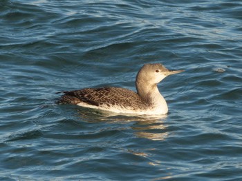 Red-throated Loon Kiritappu Promontory Wed, 1/4/2023