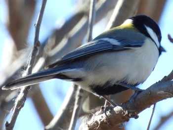 Wed, 1/4/2023 Birding report at 埼玉県さいたま市