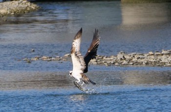 Osprey 焼津市 Tue, 1/3/2023