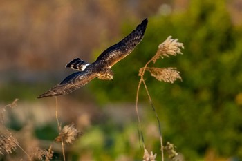 Hen Harrier 山口県立きらら浜自然観察公園 Mon, 1/2/2023