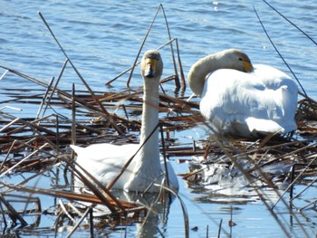 Whooper Swan 埼玉県さいたま市 Wed, 1/4/2023