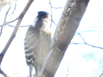 Japanese Pygmy Woodpecker 埼玉県さいたま市 Wed, 1/4/2023