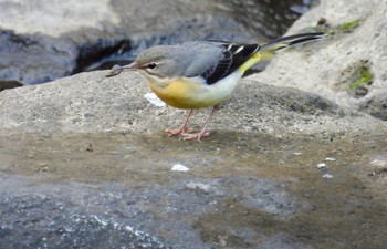 Grey Wagtail 横浜市 Sun, 12/4/2022