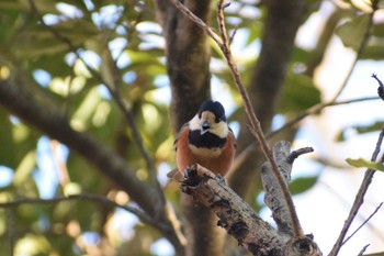 Varied Tit Oizumi Ryokuchi Park Tue, 1/3/2023