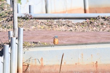 カワセミ 上尾市 撮影日未設定