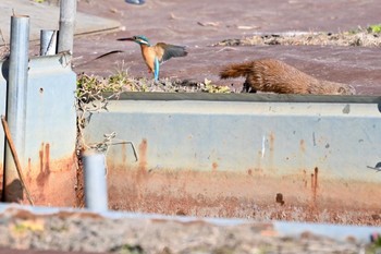 カワセミ 上尾市 撮影日未設定