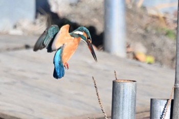 カワセミ 上尾市 撮影日未設定