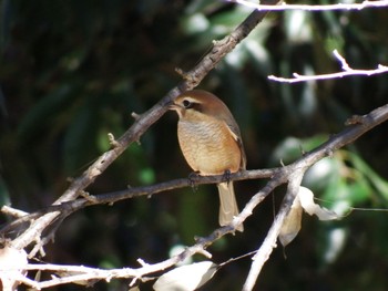 Bull-headed Shrike 東京都立桜ヶ丘公園(聖蹟桜ヶ丘) Tue, 1/3/2023