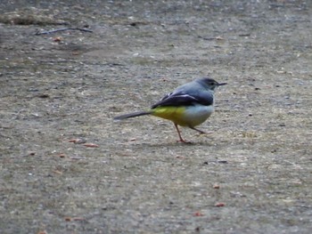 Grey Wagtail 東京都立桜ヶ丘公園(聖蹟桜ヶ丘) Wed, 1/4/2023